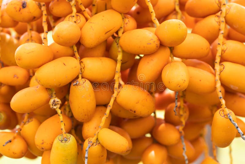 Ripe Dates Palm Fruit with Branches on Dates Palm Tree Stock Photo