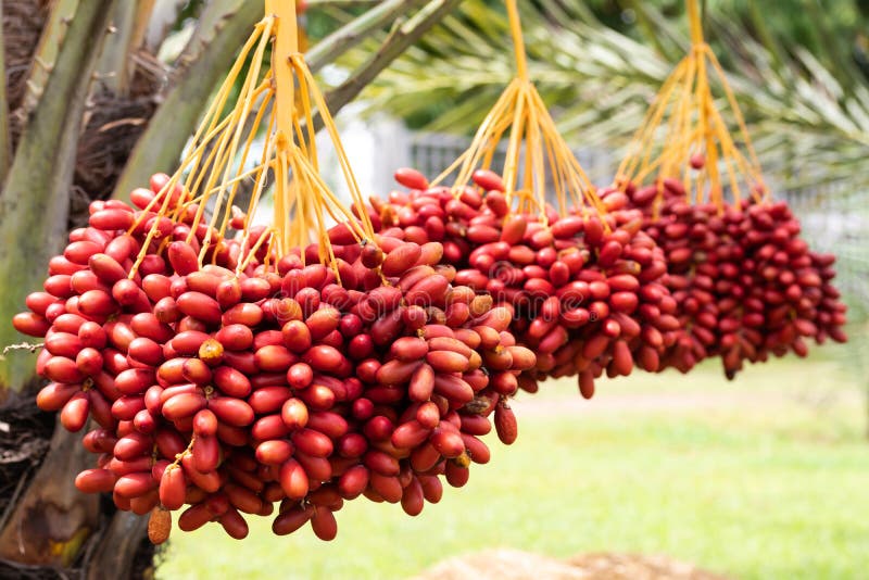 Ripe Dates Palm Fruit with Branches on Dates Palm Tree Stock Image