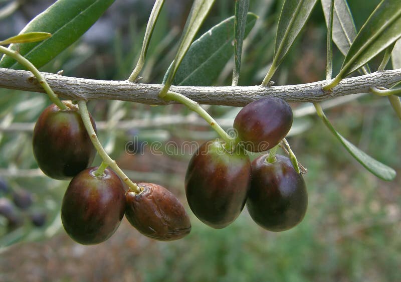 Green olives tree stock photo. Image of fresh, cuisine 14838802