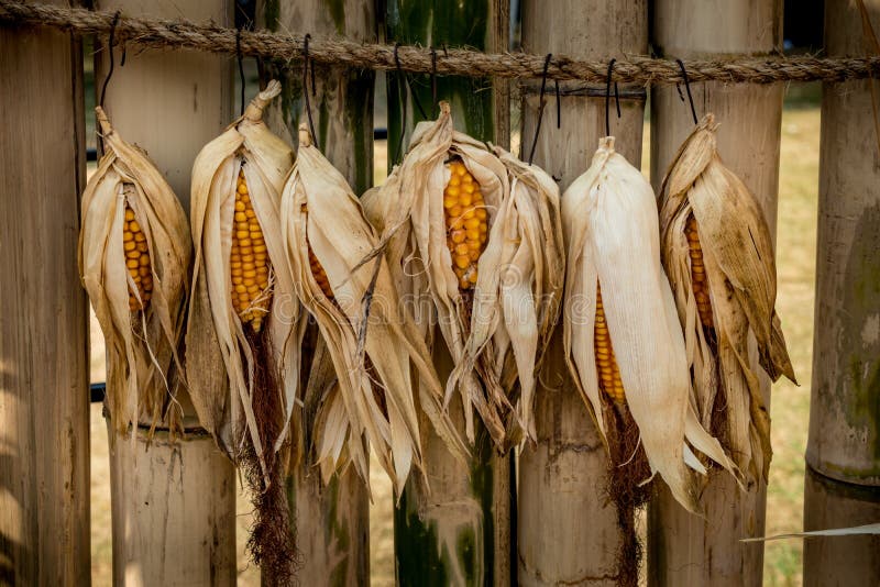 Ripe Dried corn stock image. Image of green, crop, husk 86525347