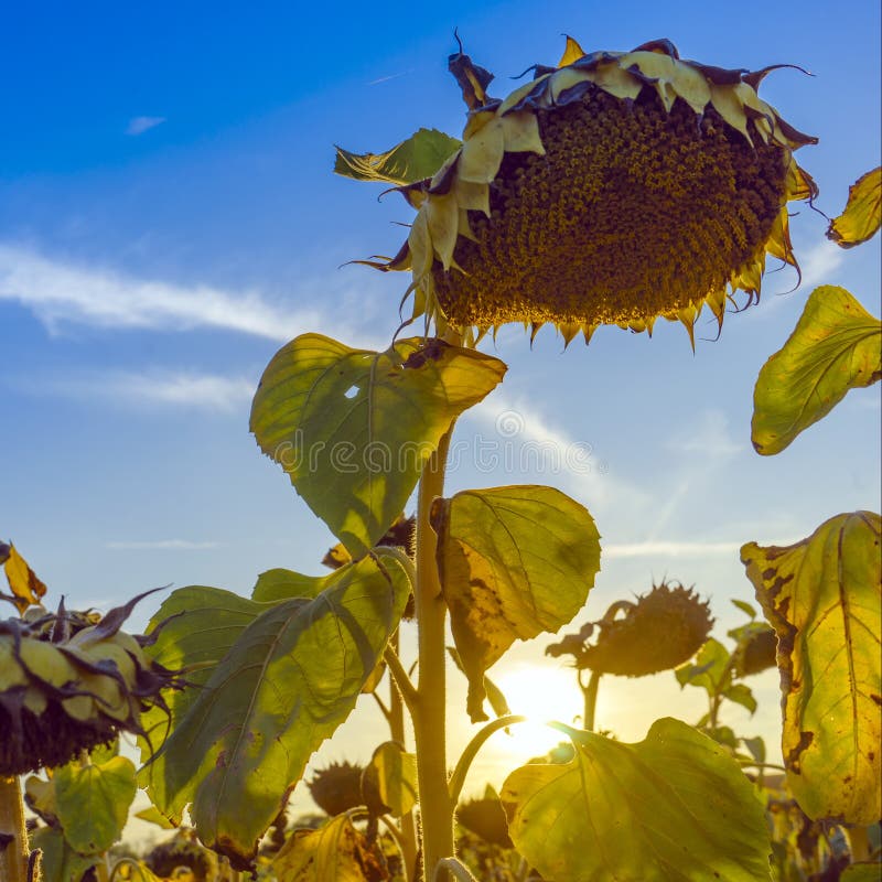 My Sunflowers Are Drooping