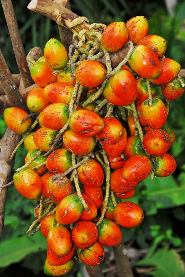 Ripe dry fruit: Pejibaye