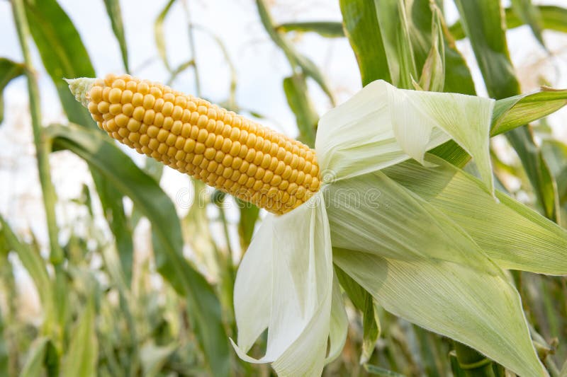 Ripe ear of corn growing on a field before harvesting. Close-up royalty free stock photos Ripe ear of corn growing on a field before harvesting. Close-up royalty free stock photos