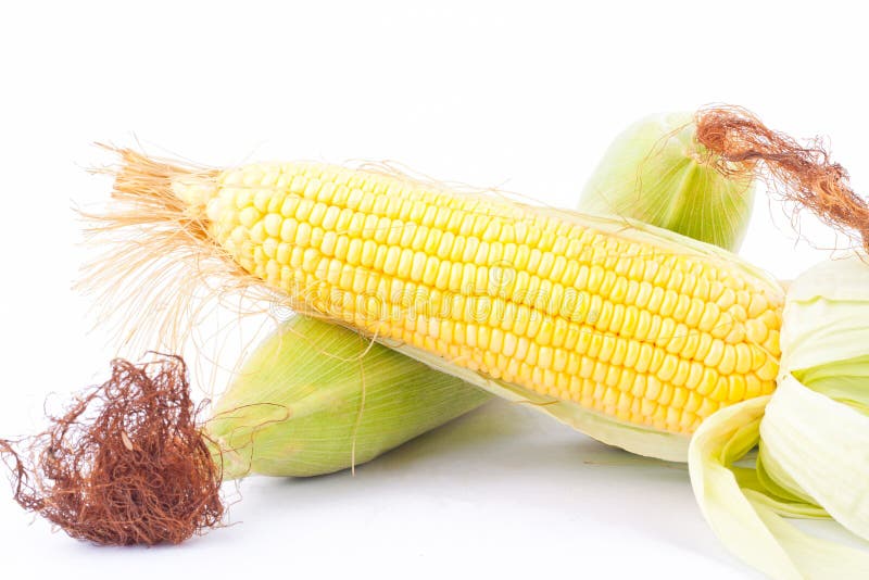 Ripe Ear of Sweet Corn on Cobs Kernels or Grains of Ripe Corn on White