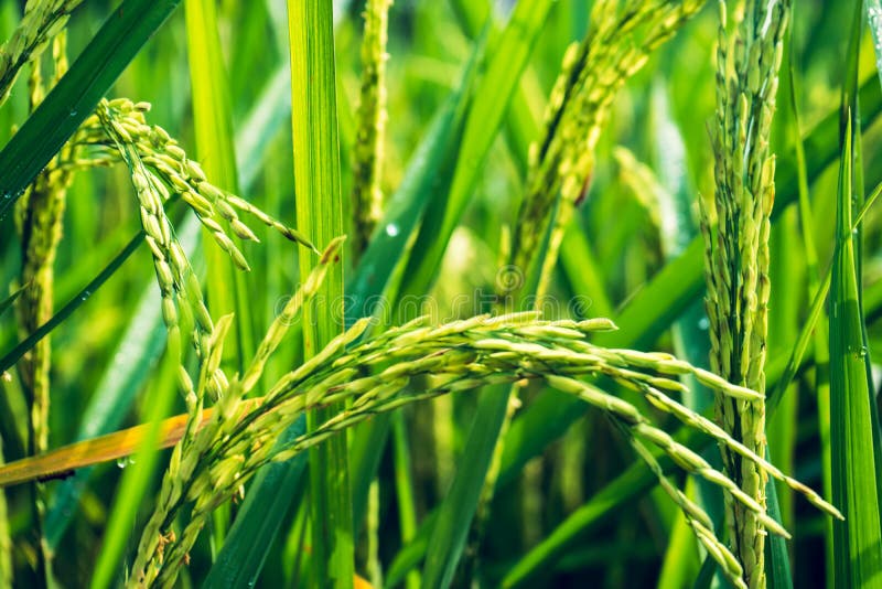 Ripe Ears of Rice. Rice Field Green Rice Stalks Stock Photo Image of