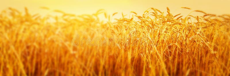 Ripe ears of wheat in field during harvest close up. Agriculture summer landscape. Rural scene. Panoramic image