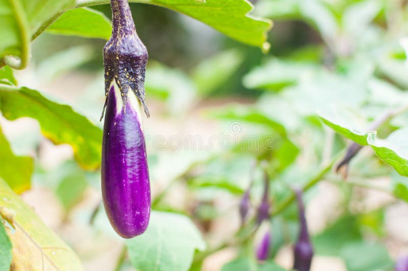 Ripe Eggplant Purple on Tree in Garden Stock Photo Image of farm