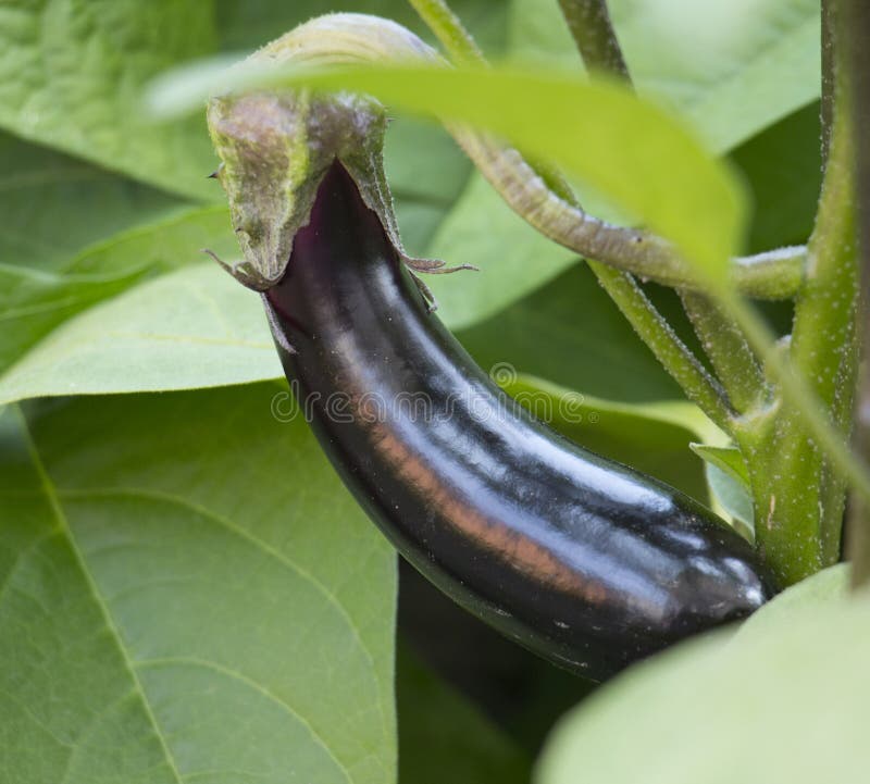 Ripe Eggplant in the Vegetable Garden Stock Photo Image of aubergine