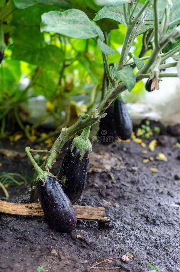 Ripe eggplants stock image. Image of annual, soil, plants 31950459