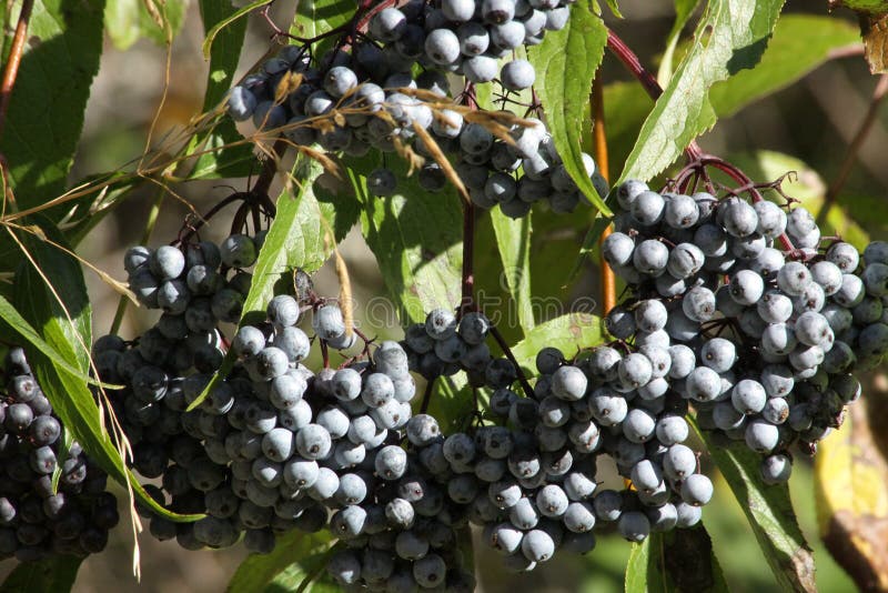 Ripe Elderberries stock photo. Image of branches, shrub 16463536