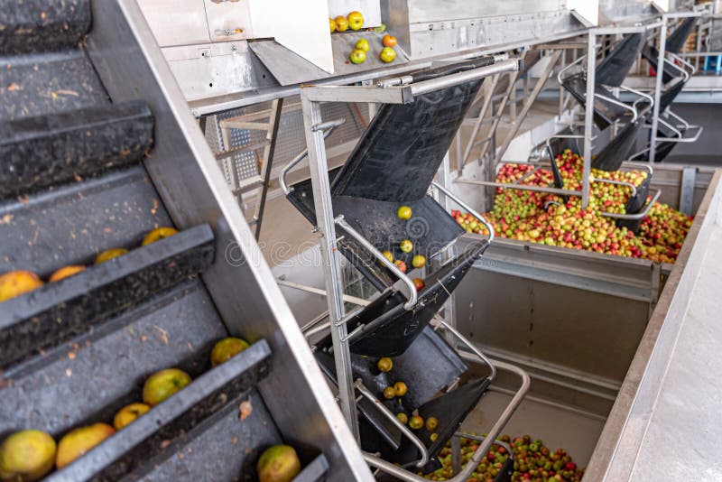Ripe fall apples in a container, ready to squeeze apple juice stock photography Ripe fall apples in a container, ready to squeeze apple juice stock photography