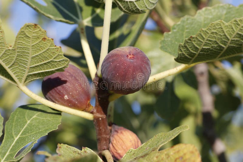 Ripe Figs on a Branch ( Ficus Carica). Bunch of Green Figs on a Fig