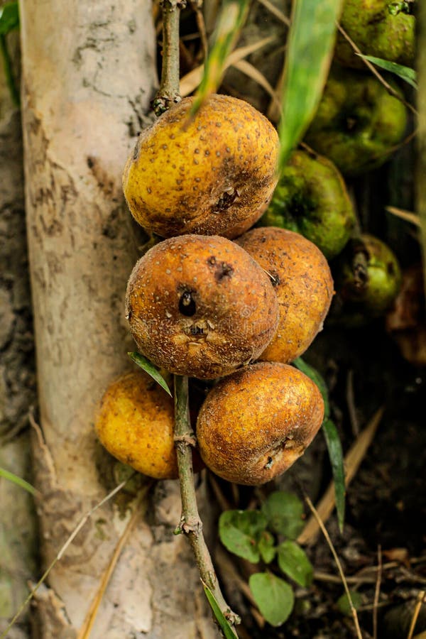 Ripe Figs on the Tree, but Not yet Rotten Stock Photo Image of ripe