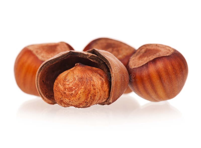 Ripe filberts stock photo. Image of harvest, healthy 31022824