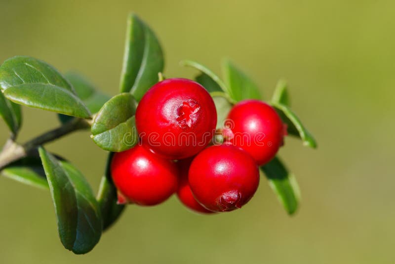 The ripe, fresh berries of cowberries (lingonberry, partridgeberry or cowberry) in the forest. Macro photo. Nature in summer seas