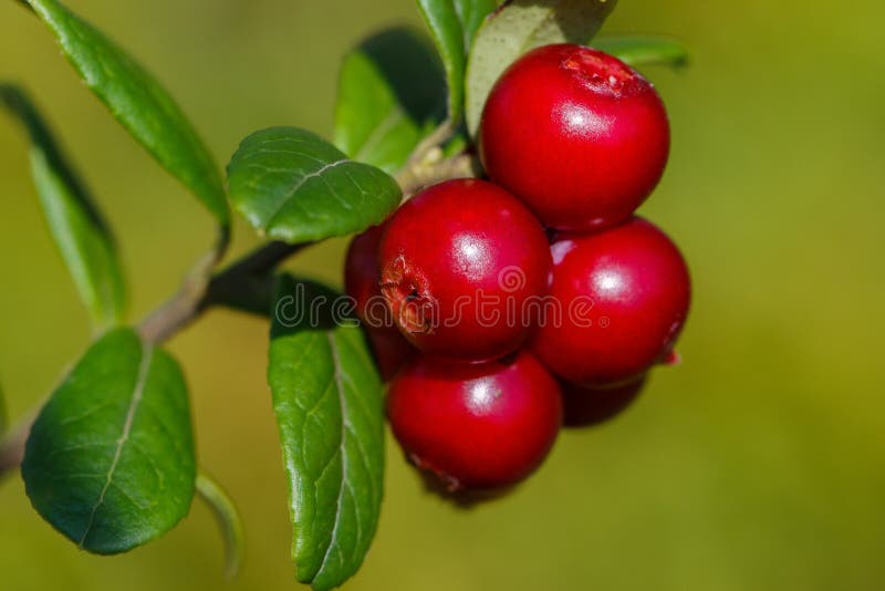 The ripe, fresh berries of cowberries (lingonberry, partridgeberry or cowberry) in the forest. Macro photo. Nature in summer seas