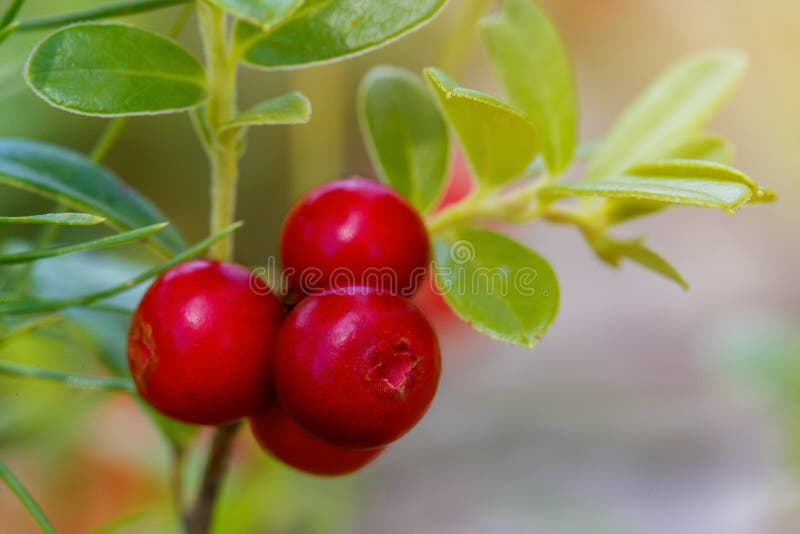 The ripe, fresh berries of cowberries (lingonberry, partridgeberry or cowberry) in the forest. Macro photo. Nature in summer seas