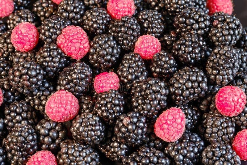 Ripe and fresh blackberry and raspberries, sweet red raspberries over blackberry, berries food royalty free stock photos Ripe and fresh blackberry and raspberries, sweet red raspberries over blackberry, berries food royalty free stock photos