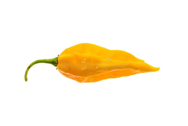 Ripe fresh fatalii yellow chili hot pepper with green stem