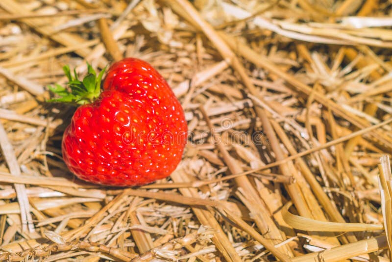 Ripe fresh picked strawberries laying on the hay ground