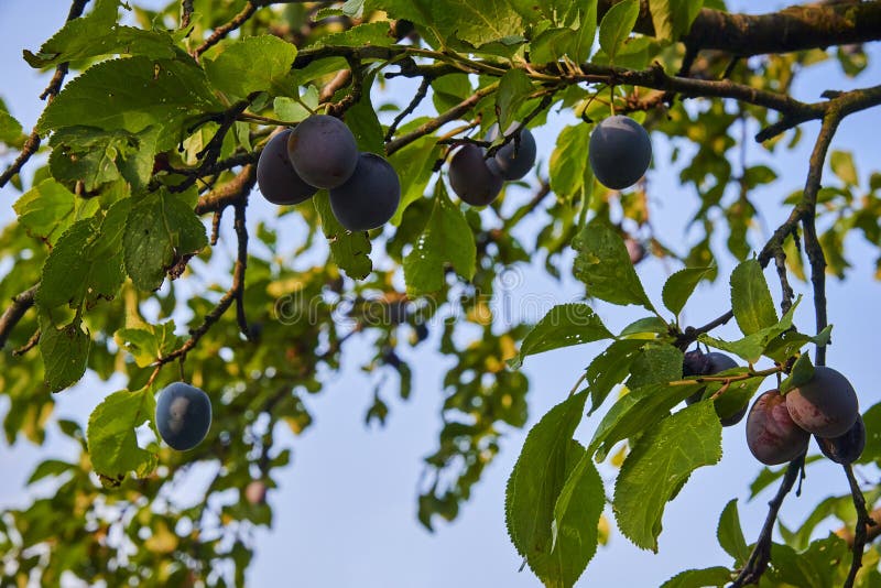 Ripe and Fresh Plum Fruits on a Tree Stick. Stock Photo Image of