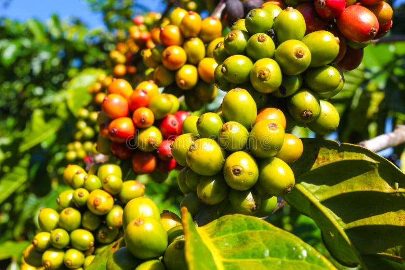 Ripe Fruit on the Coffee Plantations Stock Image Image of arabica