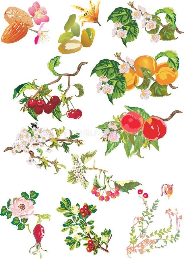 Ripe fruits and flowers