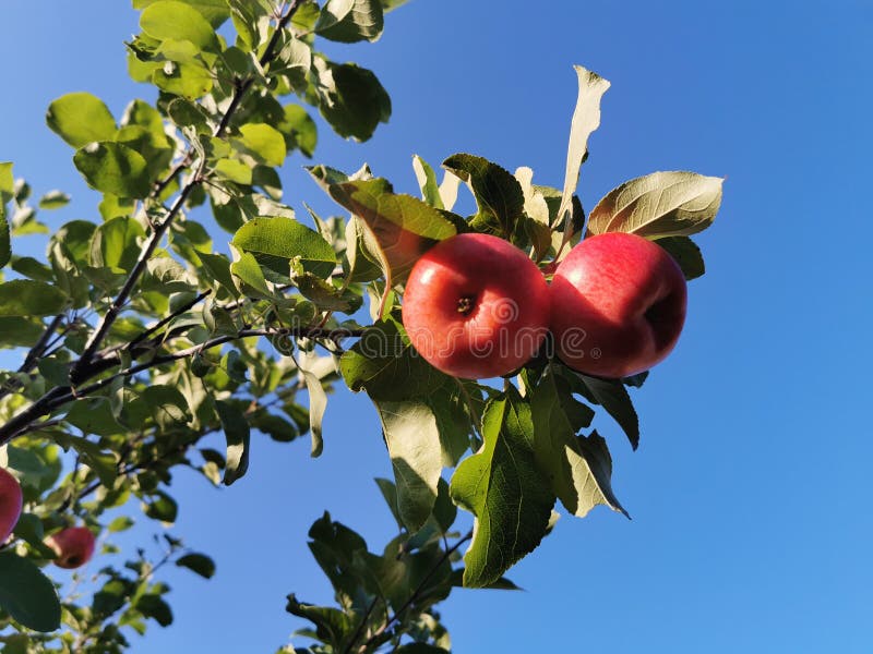 Ripe fruits of red apples on a branch in the garden on