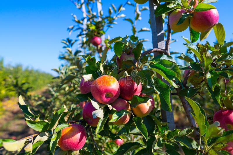 Ripe fruits of red apples on the branches of young apple trees.