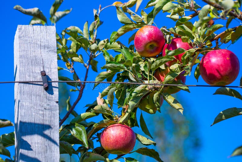 Ripe fruits of red apples on the branches of young apple trees.