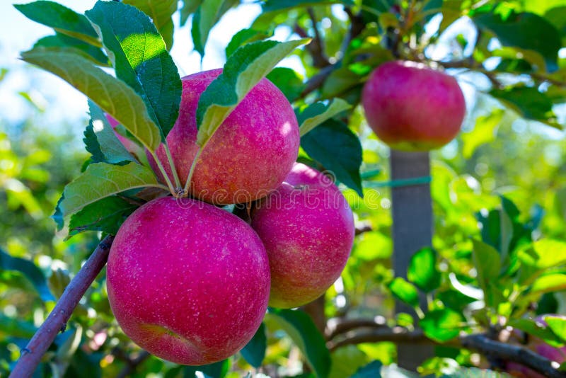 Ripe fruits of red apples on the branches of young apple trees.