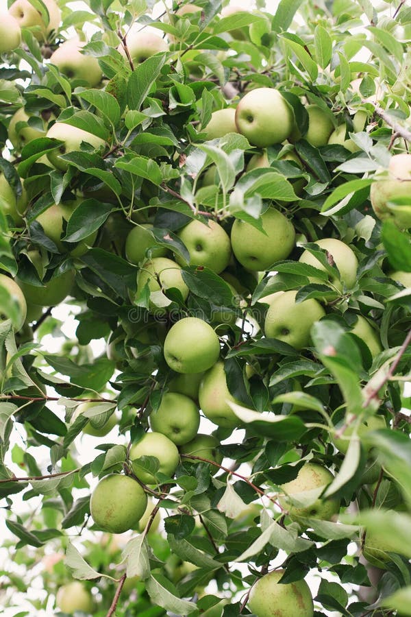 Ripe Golden Delicious Apples on a Tree Branch Ready To Be Picked Stock