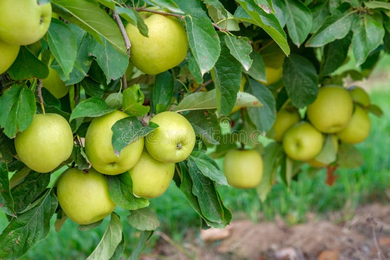 Ripe Golden Delicious numa árvore num dia ensolarado imagens de stock royalty free Ripe Golden Delicious numa árvore num dia ensolarado imagens de stock royalty free