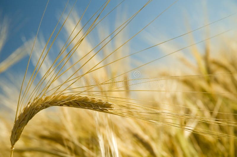 Ripe golden wheat 2 stock photography