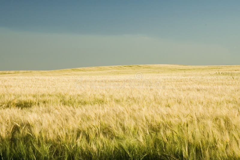 Ripe golden wheat 5 stock photos
