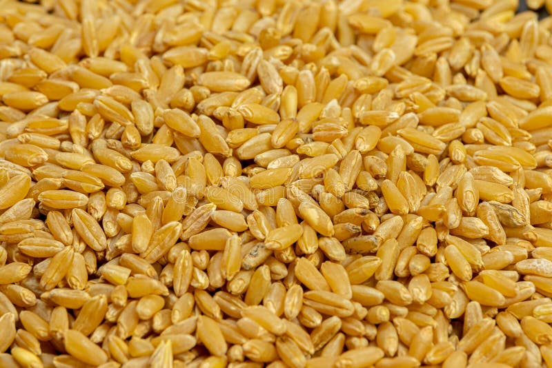 Golden Grains Of Wheat Picture. Image 83057691