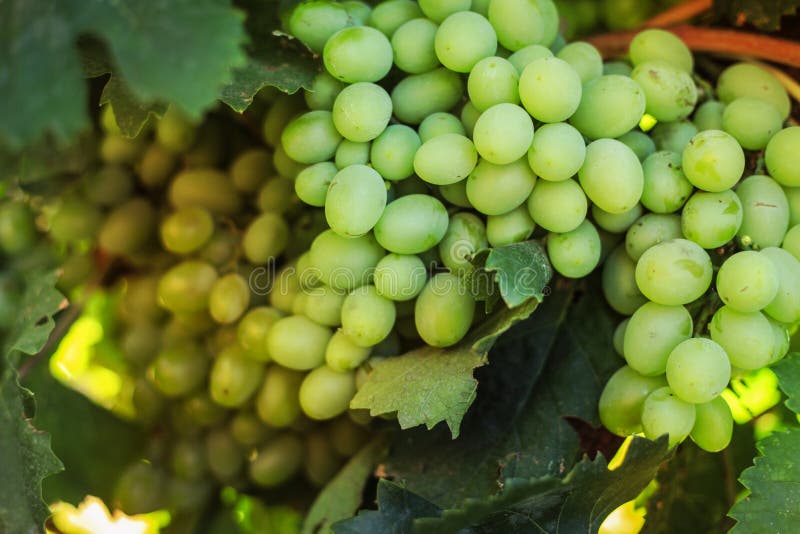 Ripe grapes in the garden stock image. Image of season 44159889