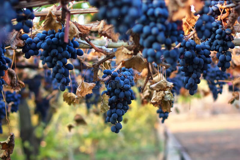 Ripe grapes Moldova stock image. Image of grapevine, leaf 22122685