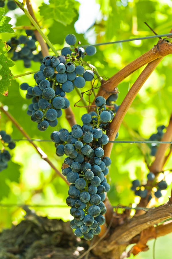 Ripe Grapes Right before Harvest in the Summer Sun Stock Image Image