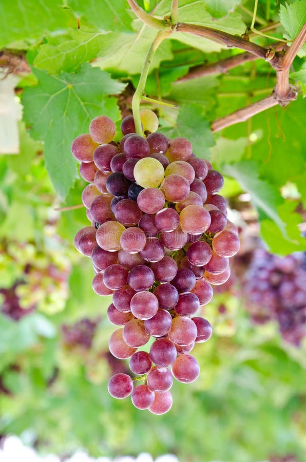 Ripe Grapes in the Vineyard. Stock Image - Image of plant, nature: 27175733