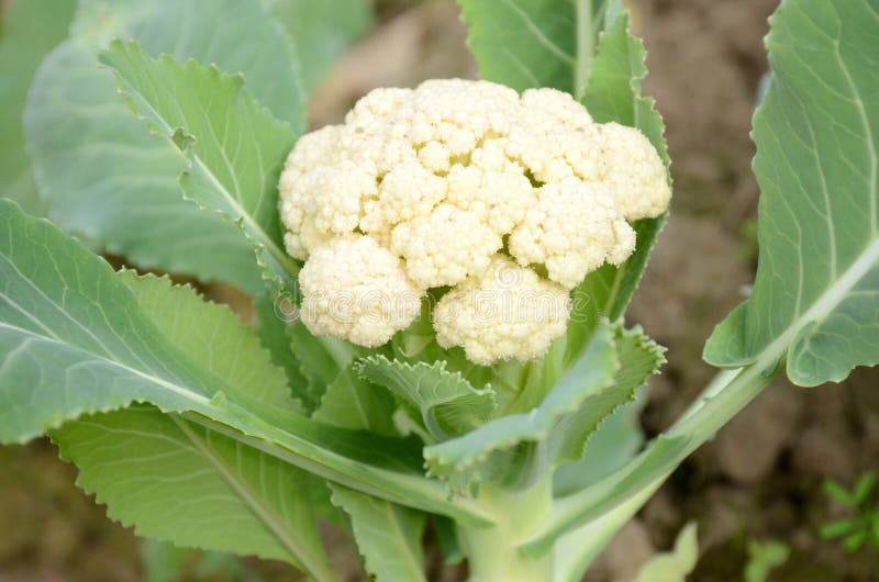 Cauliflower or Cauliflower is a Plant that Belongs To the Botrytis