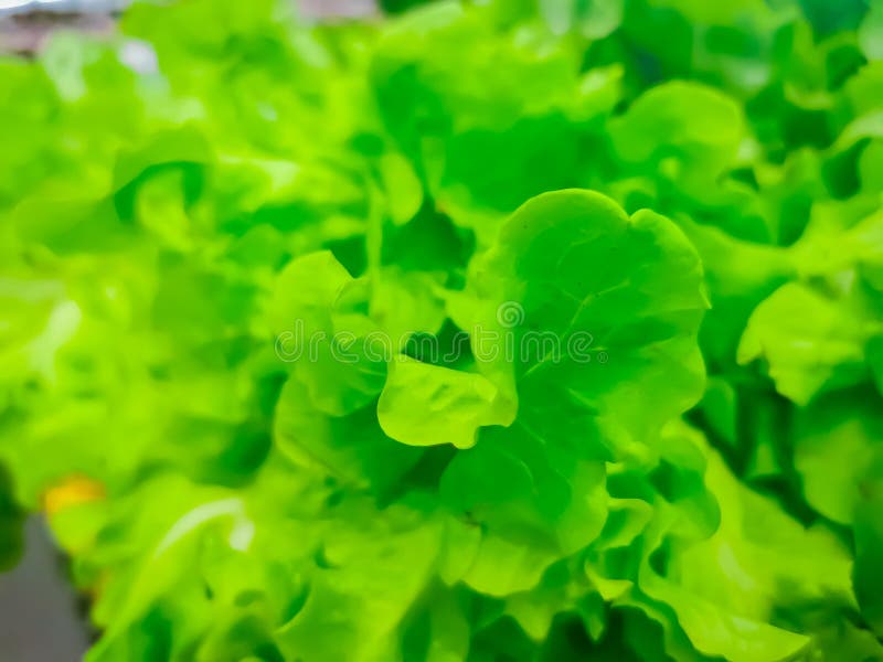Ripe Green Crisphead Lettuce, Side View, Organic Stock Image Image