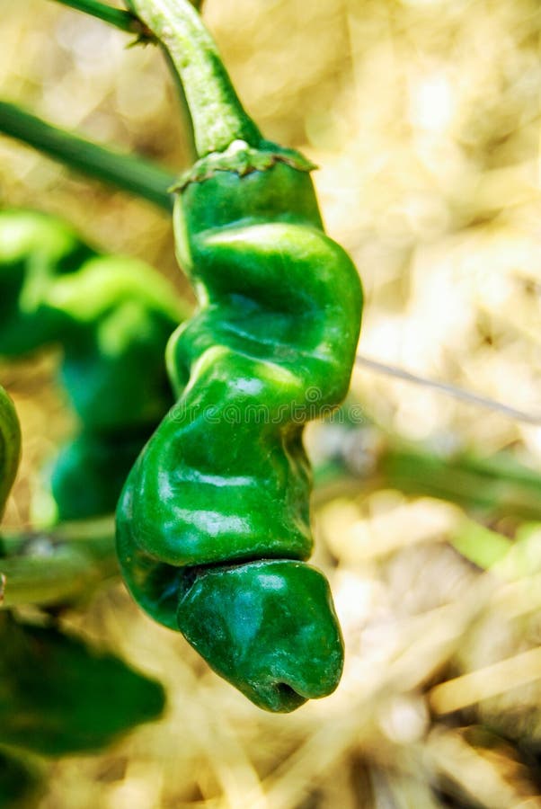 Ripe Green Hot Chili Pepper, Peter Pepper Stock Image Image of like