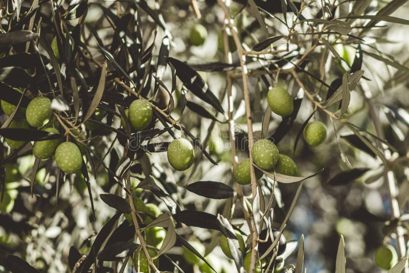 Ripe Olives on a tree stock image. Image of leaf, garden 33223701