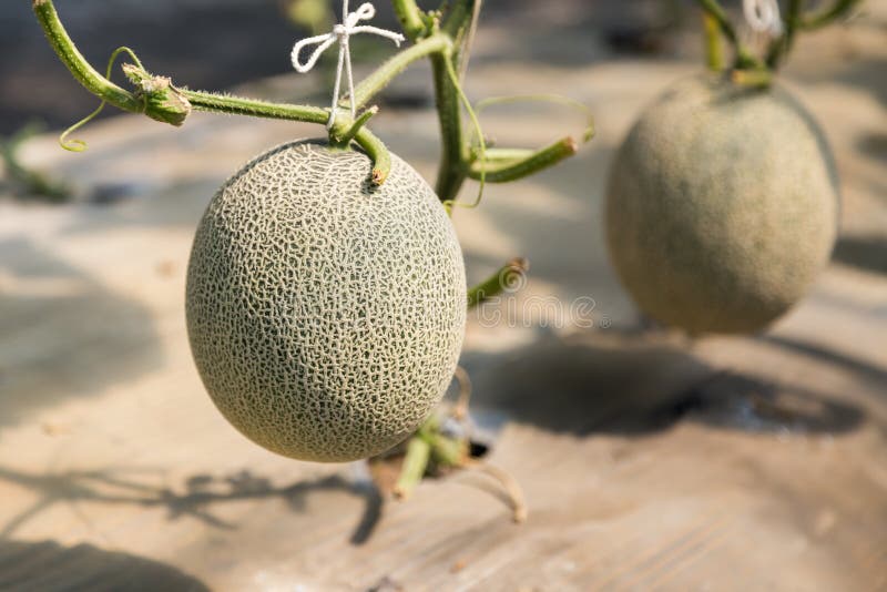 Ripe Japanese Net Melon Growing in the Field Stock Photo Image of