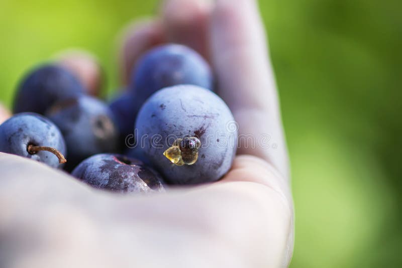 Ripe juicy plum fruits in a hand close up. Fresh organic plums g