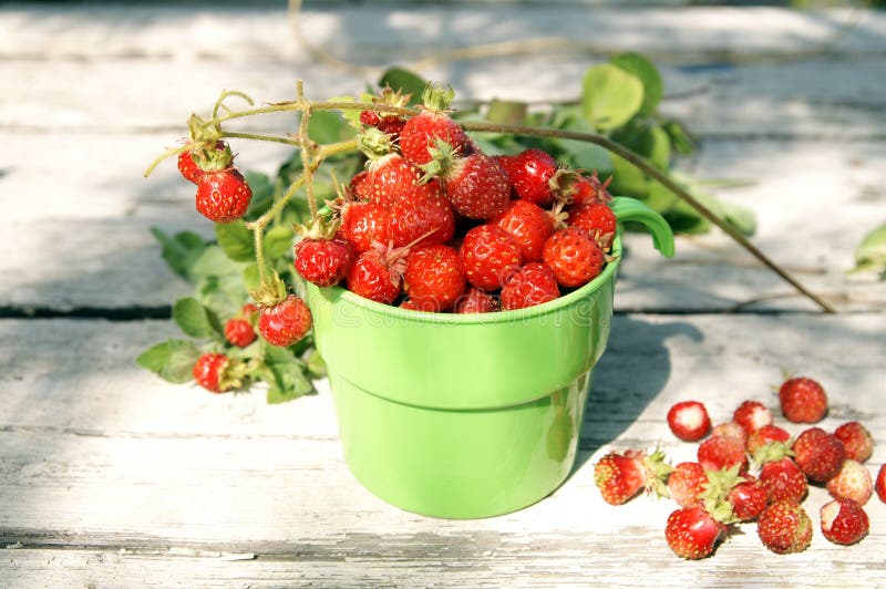 Ripe juicy red strawberries in a sunny summer day