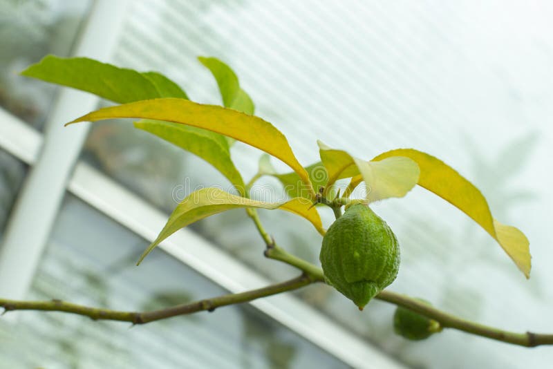 Ripe lime hanging on a branch of a citrus tree. Natural fresh lime fruit, sour taste, healthy vitamin C stock photo Ripe lime hanging on a branch of a citrus tree. Natural fresh lime fruit, sour taste, healthy vitamin C stock photo
