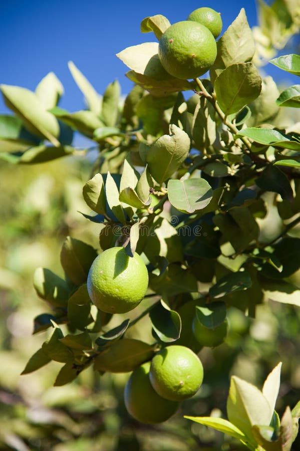 Ripe Limes Growing Outdoors Stock Image Image of tropical, tree 18910457