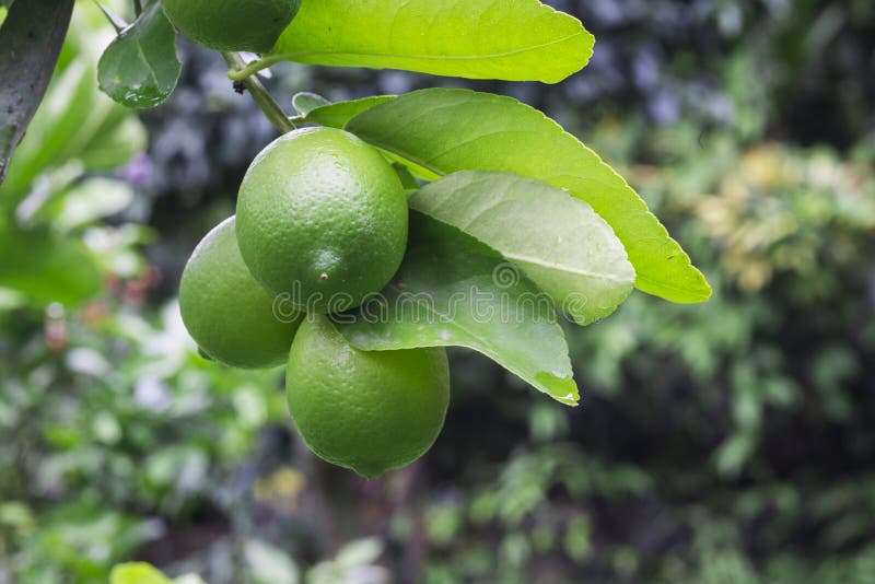 Ripe Limes Hanging from a Tree Stock Photo Image of fruit, hanging